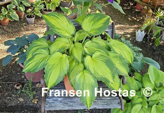 Hosta Amalia